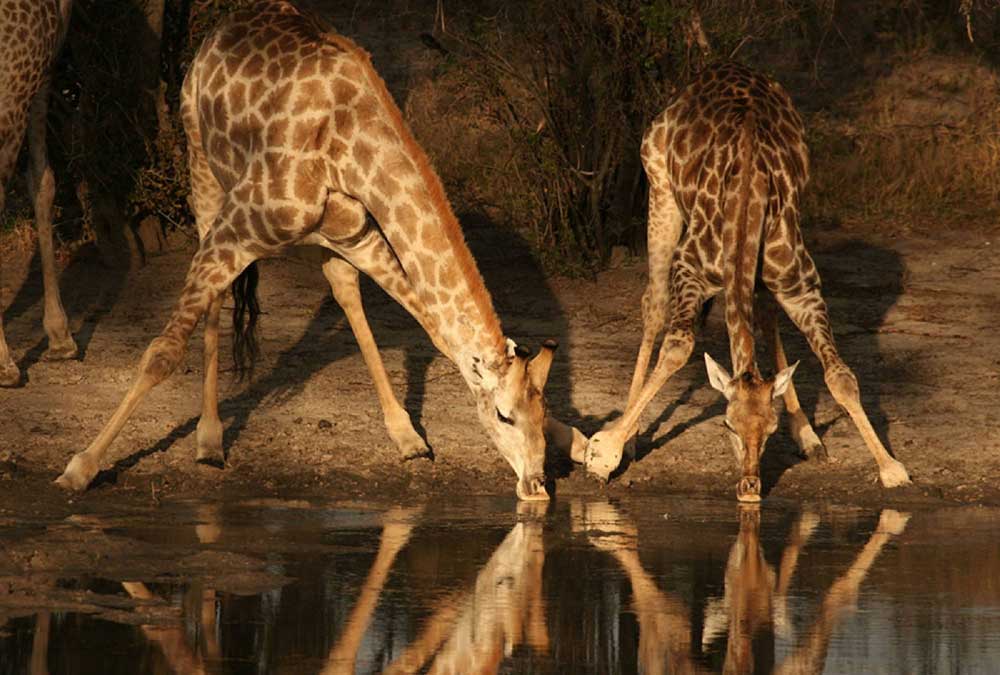 Op safari in Save Valley Conservancy